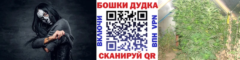 Бошки Шишки план Знаменск